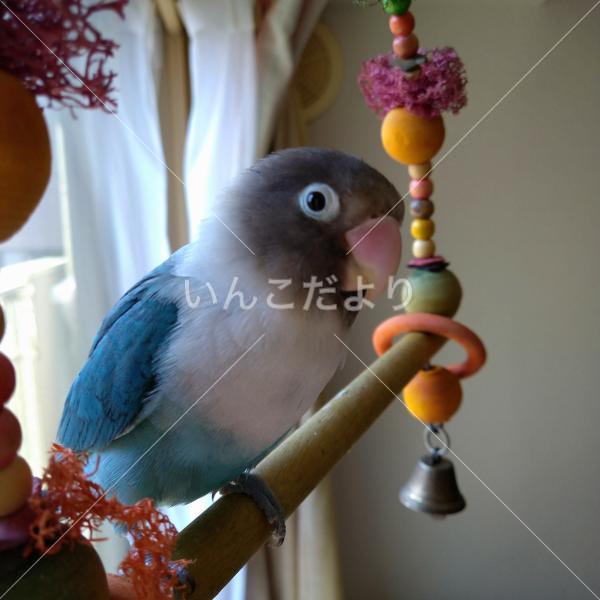 迷い鳥の写真