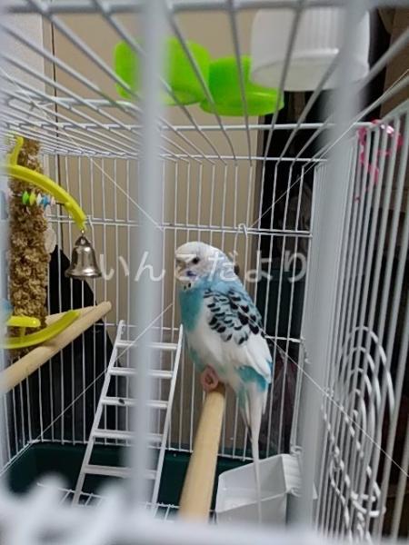 迷い鳥の写真