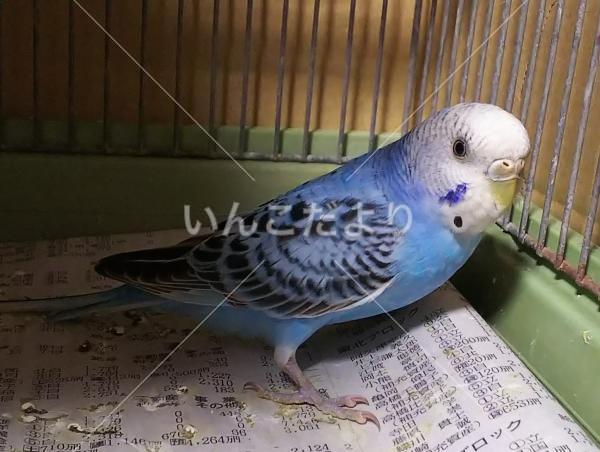 保護鳥の写真
