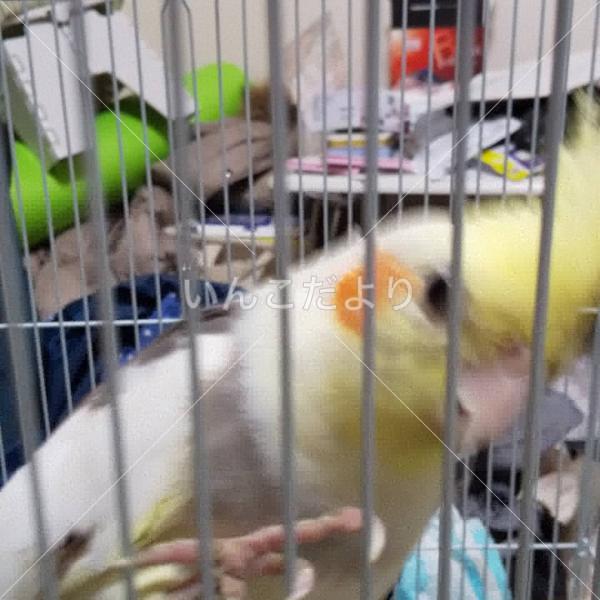 保護鳥の写真