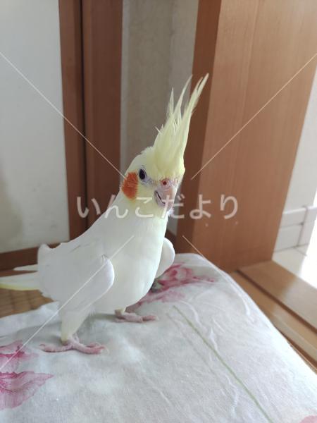 迷い鳥の写真