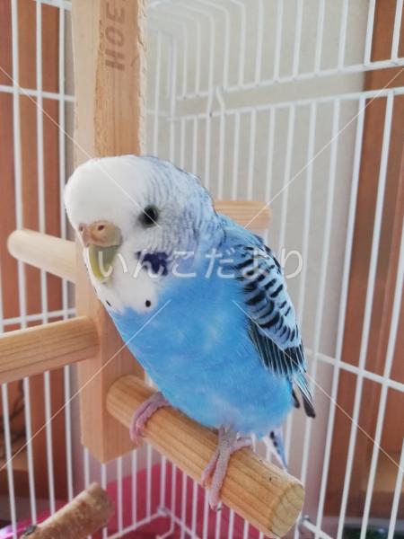保護鳥の写真