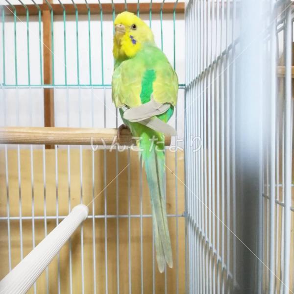 保護鳥の写真