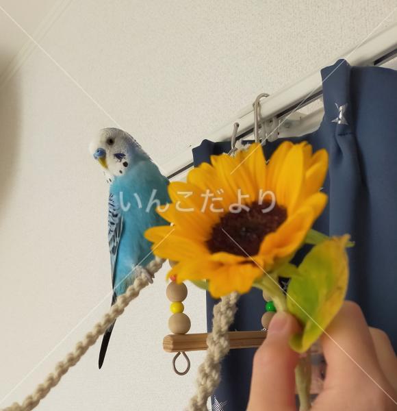 迷い鳥の写真