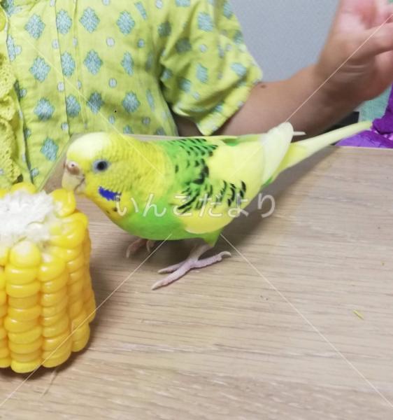 迷い鳥の写真