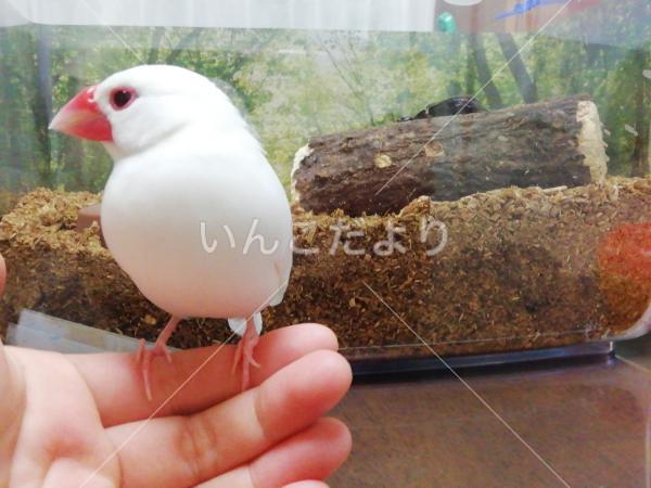 迷い鳥の写真