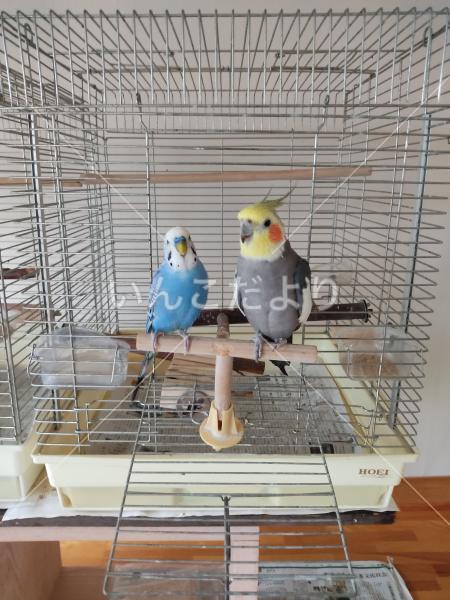 迷い鳥の写真