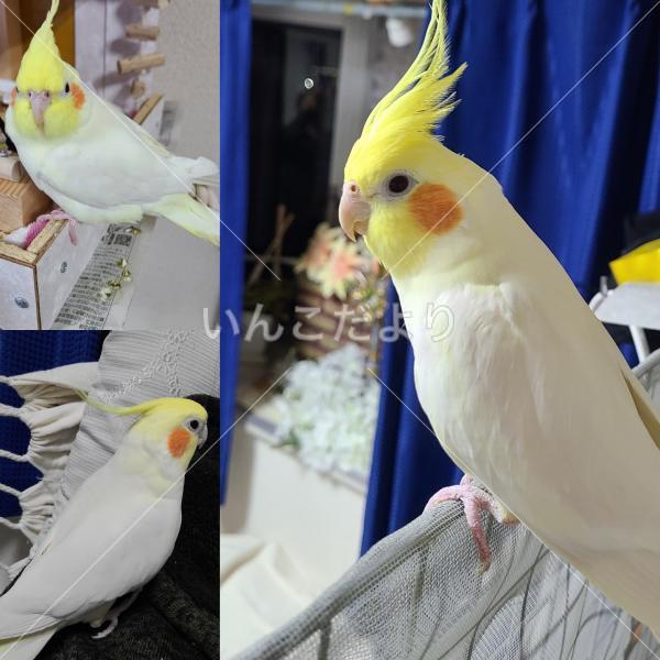 迷い鳥の写真