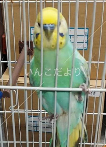 保護鳥の写真
