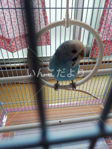 保護鳥の写真