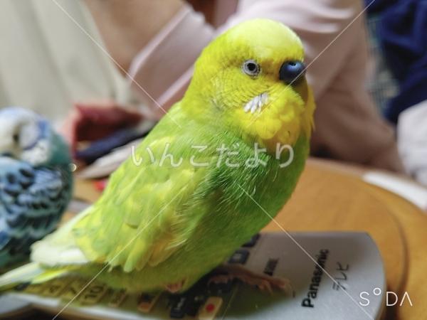 迷い鳥の写真