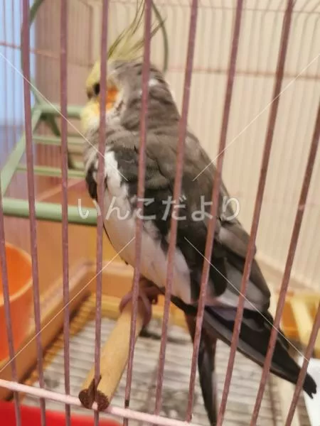 保護鳥の写真