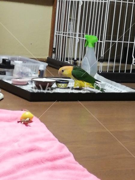 迷い鳥の写真