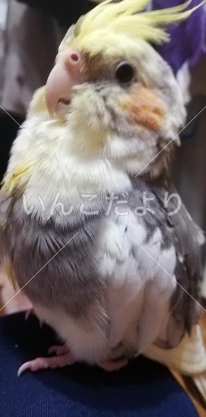 迷い鳥の写真