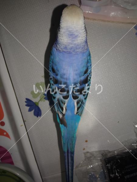 保護鳥の写真