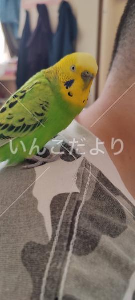 迷い鳥の写真