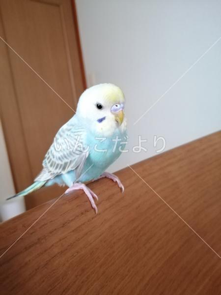 保護鳥の写真