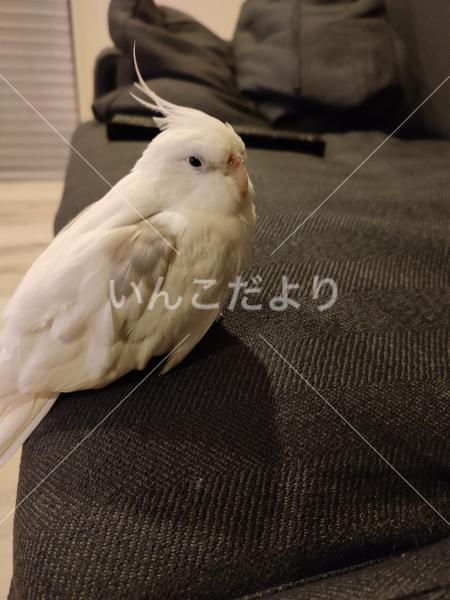 迷い鳥の写真