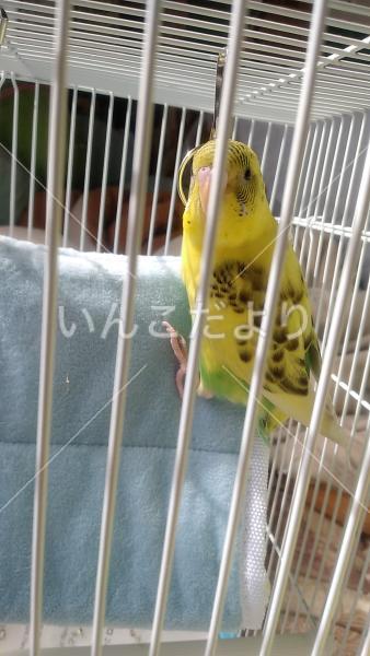 迷い鳥の写真