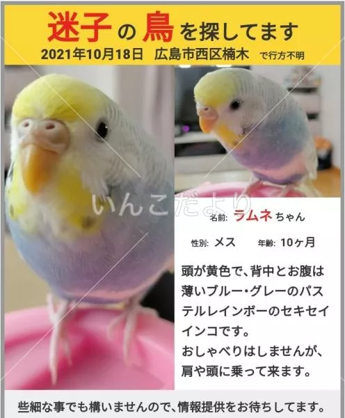 迷い鳥の写真