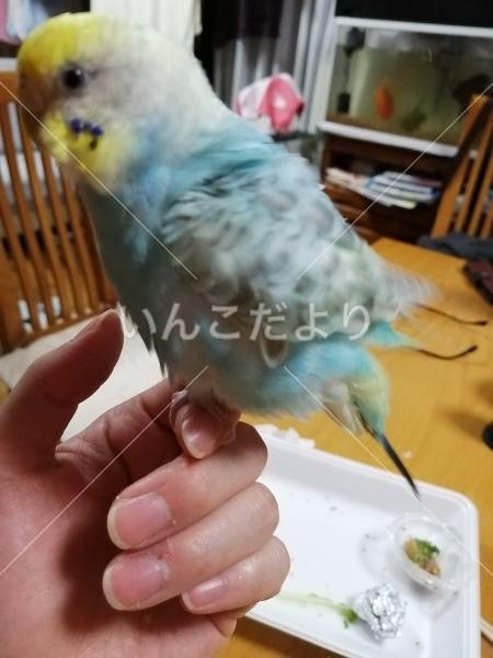 迷い鳥の写真