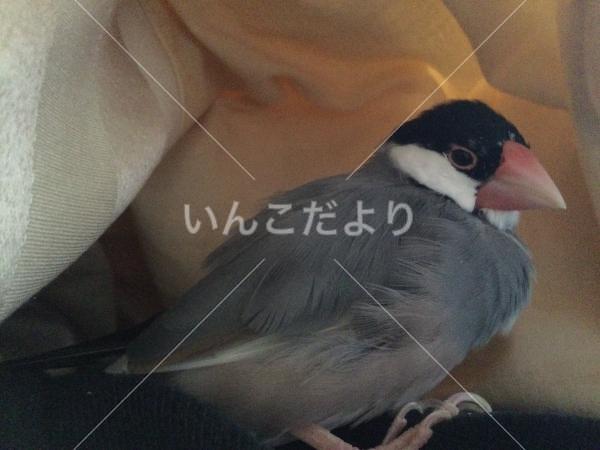 迷い鳥の写真