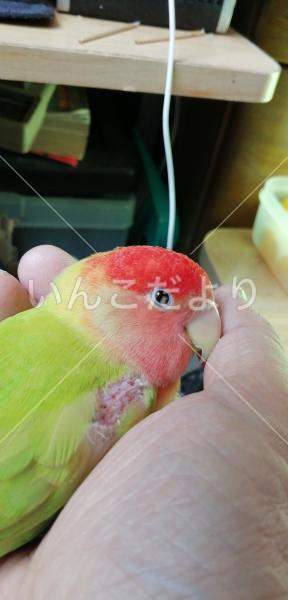 迷い鳥の写真