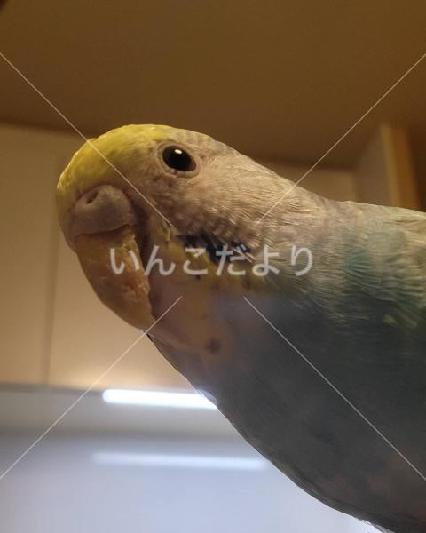 迷い鳥の写真