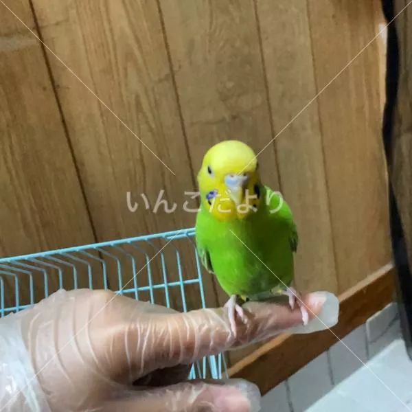 保護鳥の写真