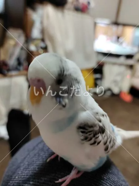 保護鳥の写真