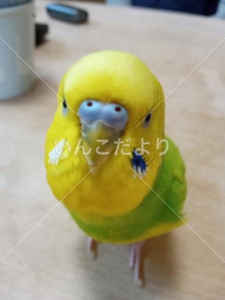 迷い鳥の写真