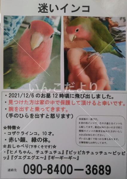 迷い鳥の写真