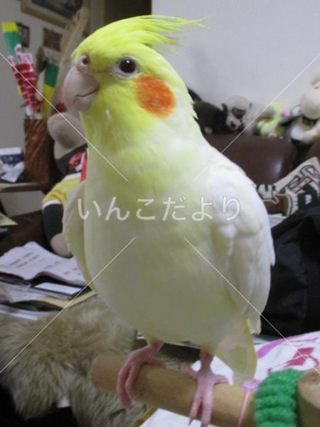 迷い鳥の写真