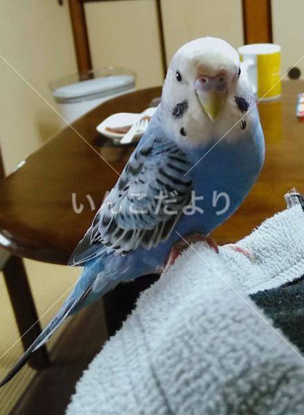 迷い鳥の写真