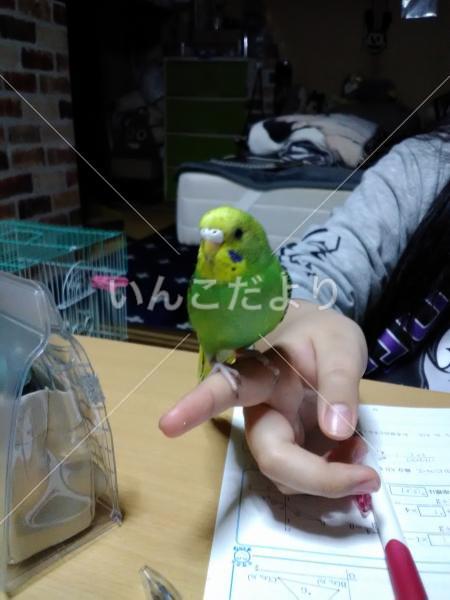 迷い鳥の写真