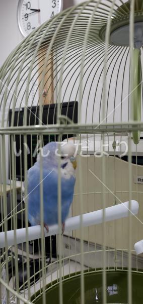 保護鳥の写真