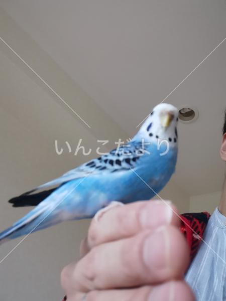 迷い鳥の写真