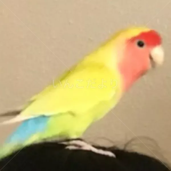 迷い鳥の写真