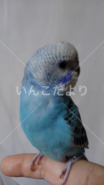 保護鳥の写真