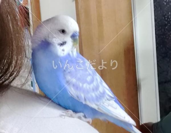 迷い鳥の写真