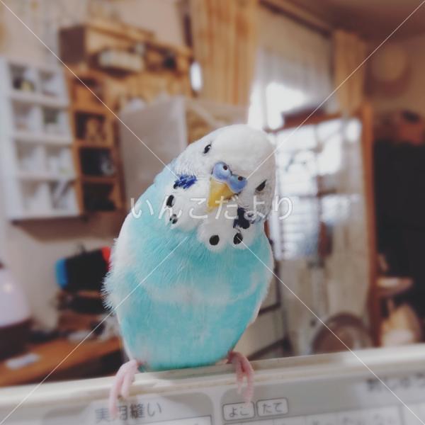 迷い鳥の写真