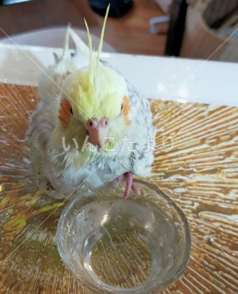 迷い鳥の写真