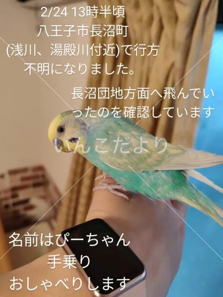 迷い鳥の写真