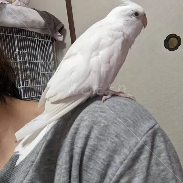 迷い鳥の写真