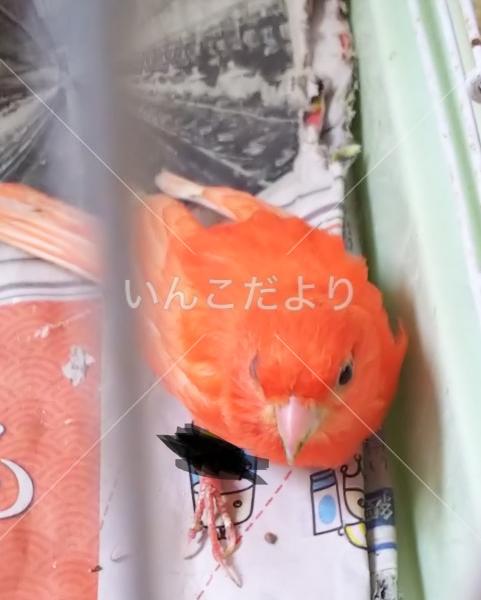 保護鳥の写真