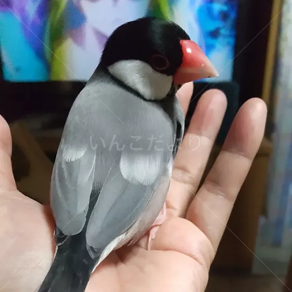 迷い鳥の写真