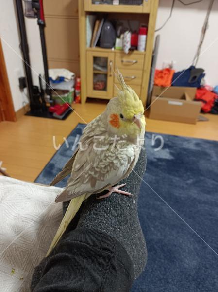 迷い鳥の写真