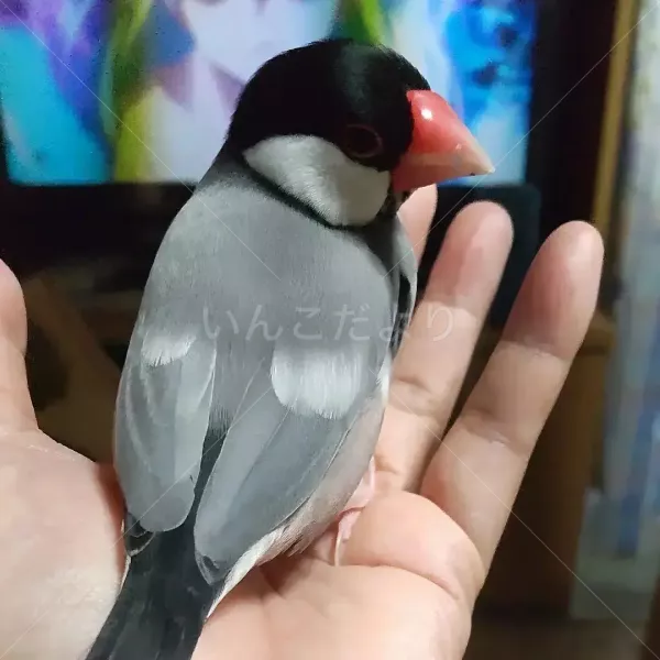 迷い鳥の写真