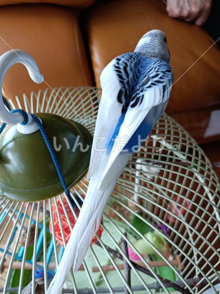 迷い鳥の写真