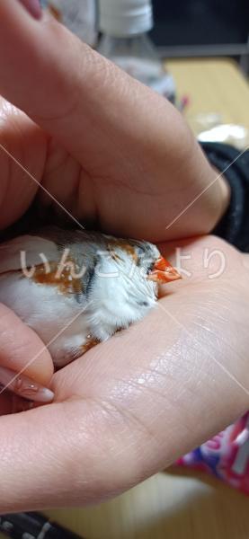 保護鳥の写真
